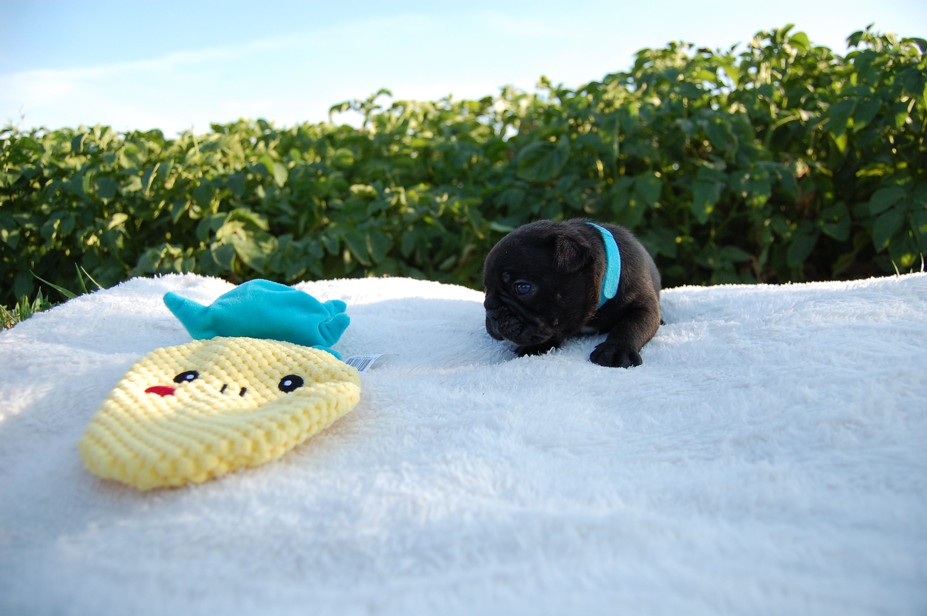 <svg class='blue'></svg> <b>Marrel</b> <svg class='blue'></svg>